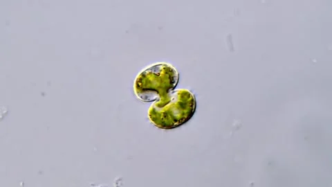 Cosmarium algae (Desmidiaceae) under microscope 库存影片 311037429