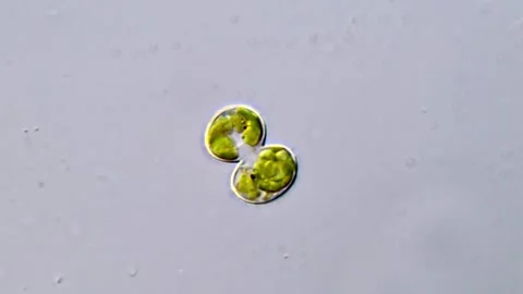 Cosmarium algae Vidéo 311037409