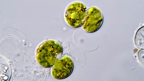 Cosmarium algae 스톡 동영상 311037627