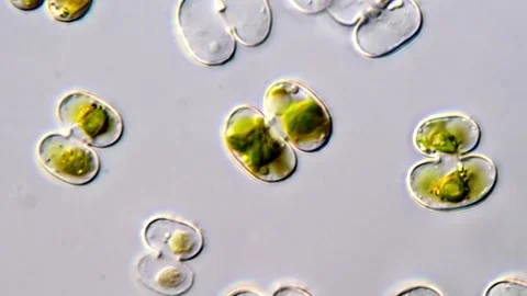 Cosmarium algae Vídeos de archivo 311037897