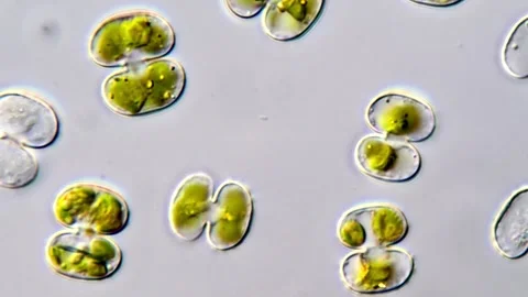 Cosmarium algae 库存影片 311038303