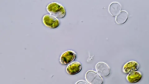 Cosmarium algae, Microscope 1000x 库存影片 311037380
