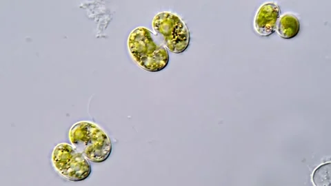 Cosmarium algae, Microscope 1000x magnification 스톡 동영상 311037423