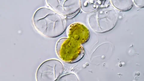 Cosmarium algae, Microscopy 1000x 库存影片 311037574