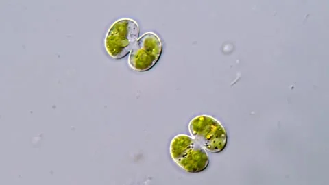 Cosmarium algae, Microscopy 100X Objective Vidéo 311037475