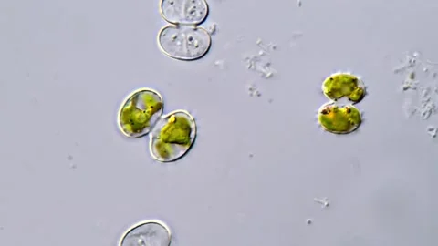 Cosmarium algae, Mircoscopic view 1000x 스톡 동영상 311037421