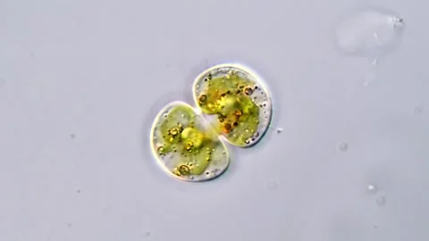 Cosmarium algae, Mircoscopic view 1000x magnification Vidéo 311037619