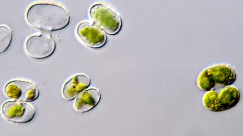 Cosmarium algae, Mircoscopic view 1000x 库存影片 311037866