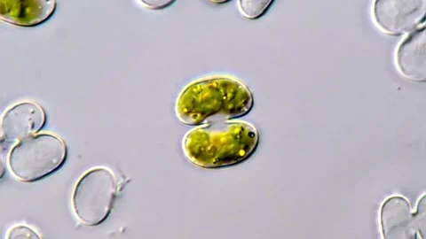 Cosmarium algae under microscope, culture media 스톡 동영상 311038319