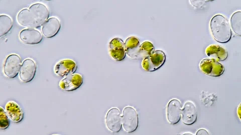 Cosmarium algae under microscope 스톡 동영상 311037382