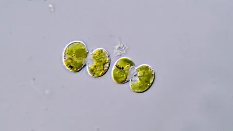 Cosmarium algae under microscope 스톡 동영상 311037470