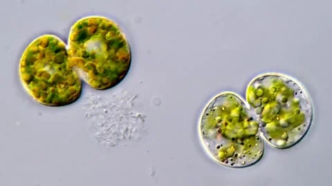 Cosmarium algae under microscope Vídeos de archivo 311037535