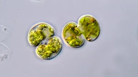 Cosmarium algae under microscope 库存影片 311037694