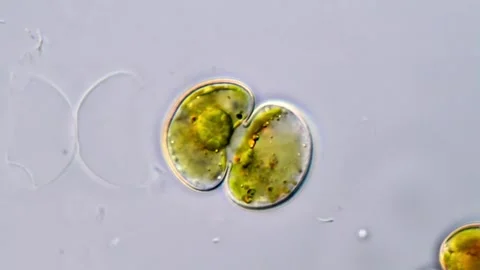 Cosmarium algae under microscope 스톡 동영상 311037725