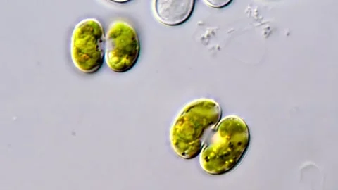Cosmarium algae under microscope Vidéo 311039416