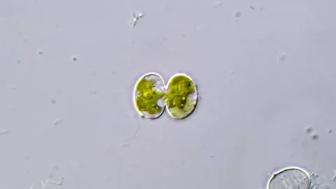 Cosmarium algae under microscope view, 1000x magnification Vídeos de archivo 311037415