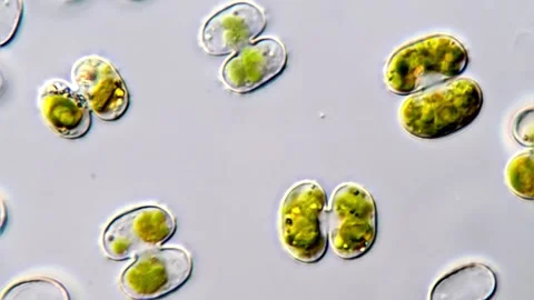 Cosmarium algae under microscope view 库存影片 311038482
