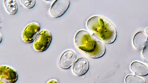Cosmarium algae under microscope view Vídeos de archivo 311038487