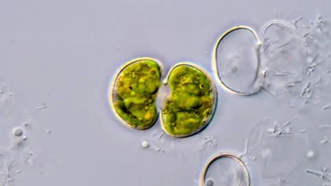 Cosmarium algae under microscopy view 1000x 库存影片 311037659