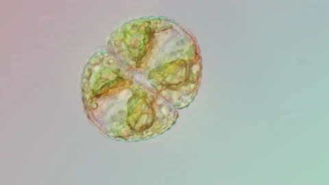 Cosmarium Botrytis Desmid at 50x Under Nomarski DIC Microscopy Stock Footage 336944381