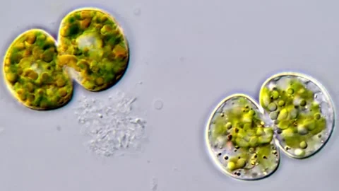 Cosmarium green algae 库存影片 311037546