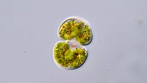 Cosmarium green algae under microscope 库存影片 311037540