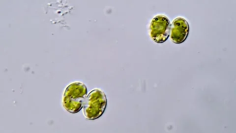 Cosmarium micro algae under microscopy view 스톡 동영상 311037440