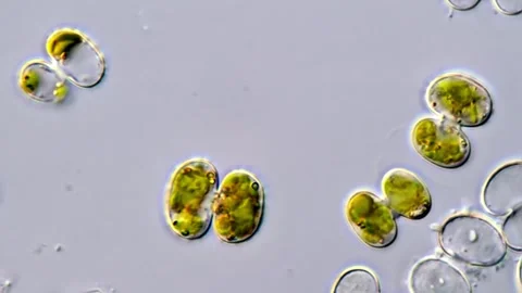 Cosmarium Microalgae, Microscopy view 1000x Vídeos de archivo 311037381