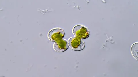Cosmarium Microalgae, Mircoscopic view 1000x 库存影片 311037374