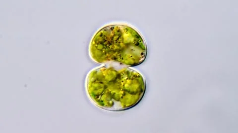 Cosmarium Microalgae under microscopic view Vídeos de archivo 311037665