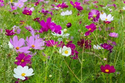 Cosmea flowers Stock Photos