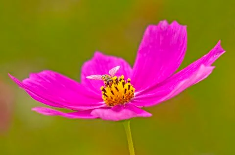 Cosmea with fly Stock Photos