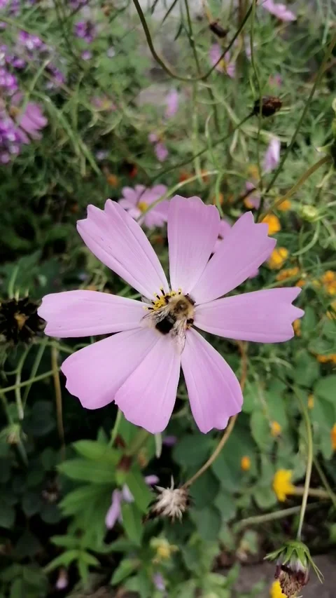 Cosmea grows among the grass, on a cloudy September evening. Stock Footage 139842170