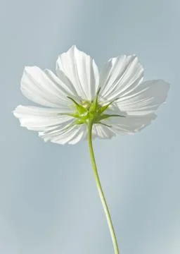 Cosmea Stock Photos