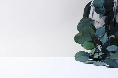 Cosmetic background with eucalyptus on grey. Close up, copy space Stock Photos