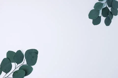 Cosmetic background with eucalyptus on white. Flat lay, copy space Stock Photos
