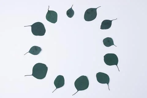 Cosmetic background with eucalyptus on white. Flat lay, copy space Stock Photos