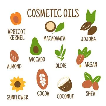 Cosmetic oils. Nuts from which squeeze oils. Nourishing oils for skin beauty. 库存插图