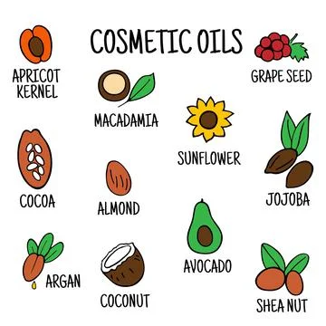 Cosmetic oils. Nuts from which squeeze oils. Nourishing oils for skin beauty. Stock Illustration