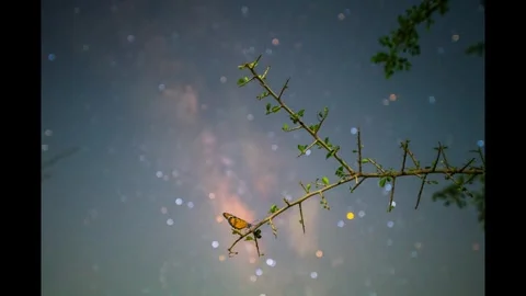 Cosmic Butterfly Stock Footage 313188434