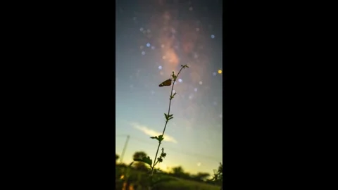 Cosmic Butterfly Over Forest Stock Footage 313188454