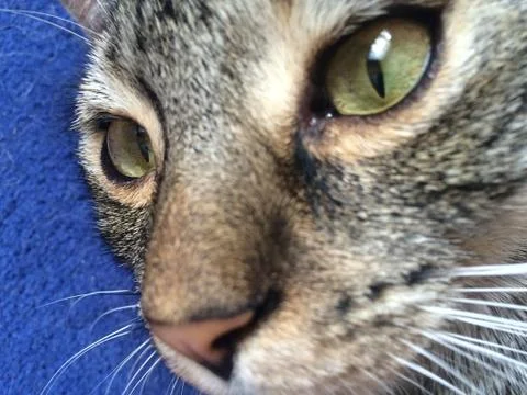 Cosmo the cat Stock Photos