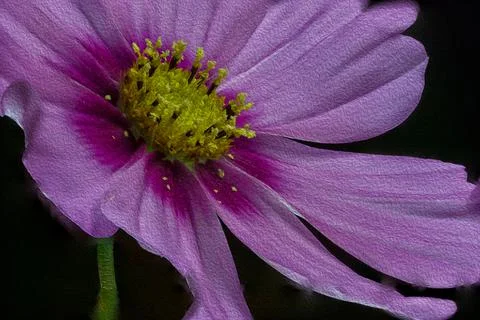 Cosmo flower Stock Photos