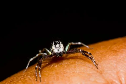 Cosmophasis umbratica jumping spider Stock Photos