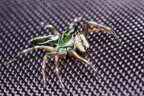 Cosmophasis umbratica jumping spider Stock Photos
