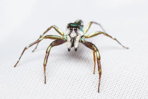 Cosmophasis umbratica jumping spider Stock Photos