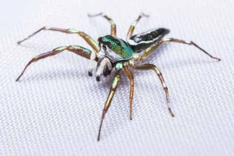 Cosmophasis umbratica jumping spider Stock Photos
