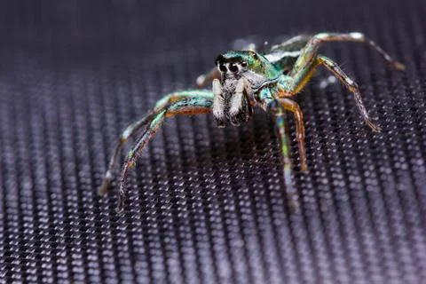 Cosmophasis umbratica jumping spider Stock Photos