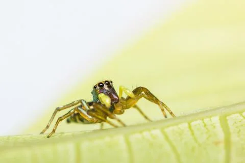 Cosmophasis umbratica jumping spider Stock Photos
