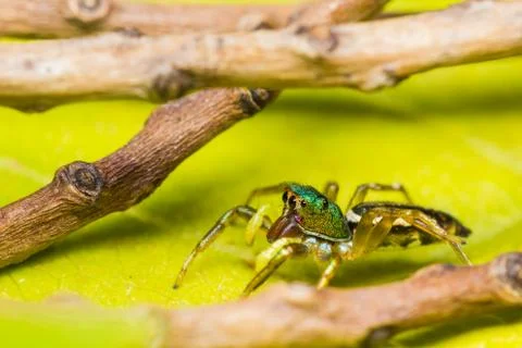 Cosmophasis umbratica jumping spider Stock-Fotos